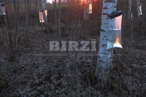 Birch tree sap producing farm BIRZI